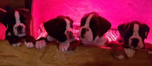 15337479_1352432131444457_422076041001222004_n 15337479_1352432131444457_422076041001222004_n