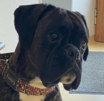 IVY Kopf 23-1 IVY Kopf 23-1