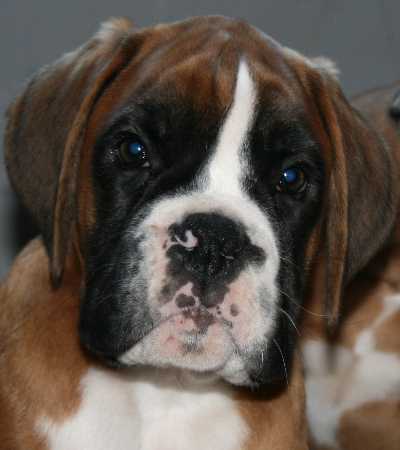 Zet kopf 1 Zet kopf 1