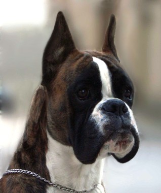 egocap11mesos1 egocap11mesos1